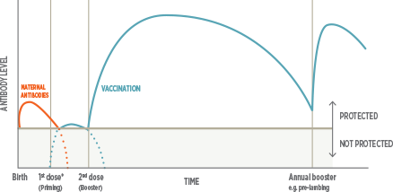 Cydectin Chart