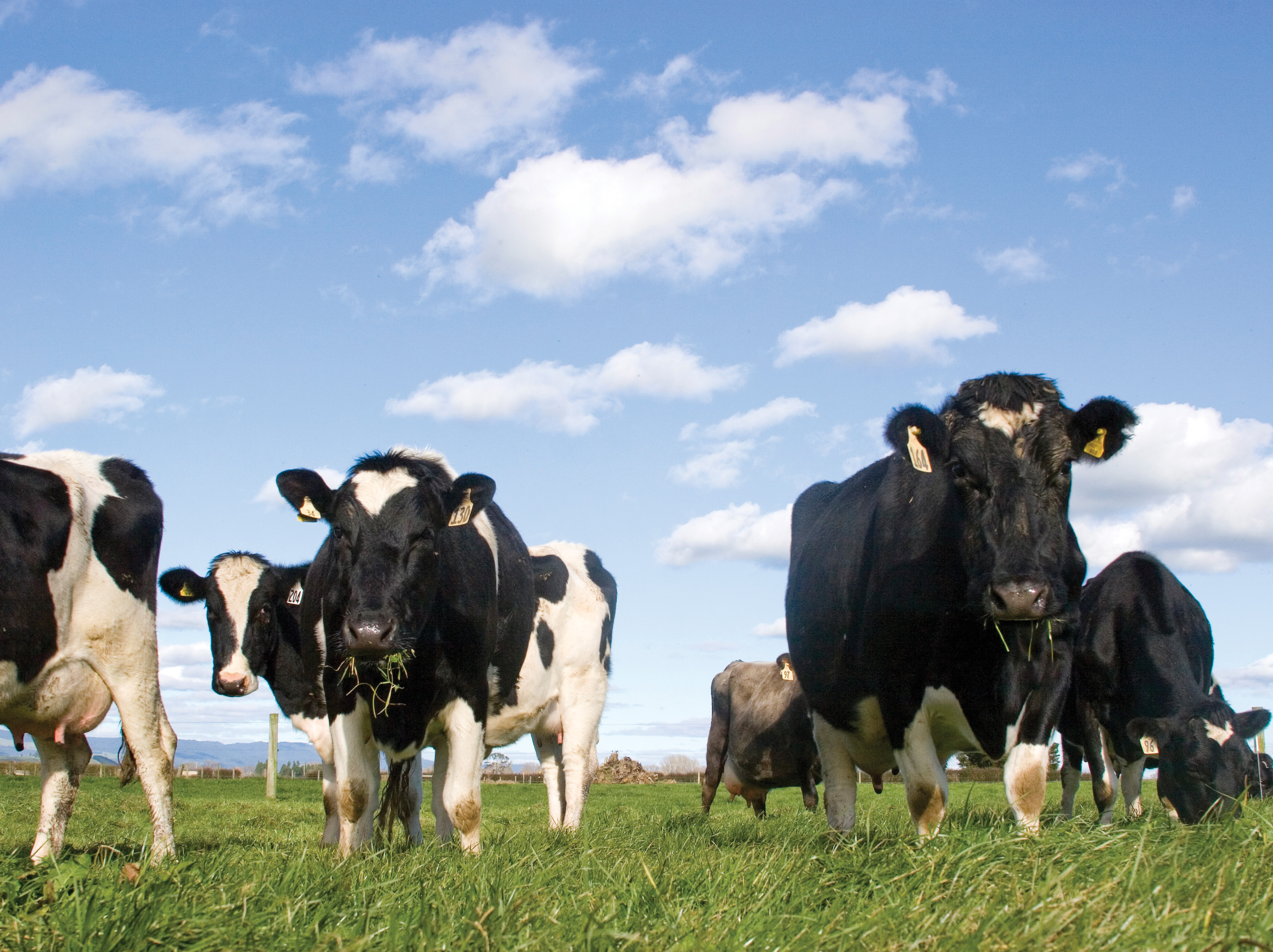 Zoetis CIDR usage. Whitelock, Manawatu Dairy Wellness NZ