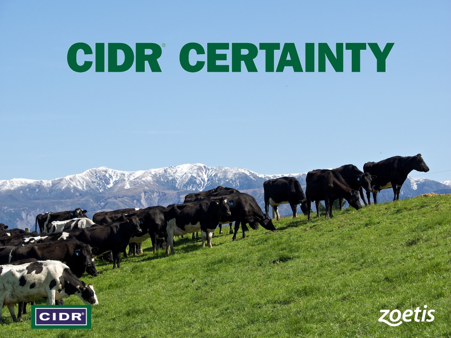 CIDR® Cattle Inserts help boost Otapawa’s stud success Dairy Wellness