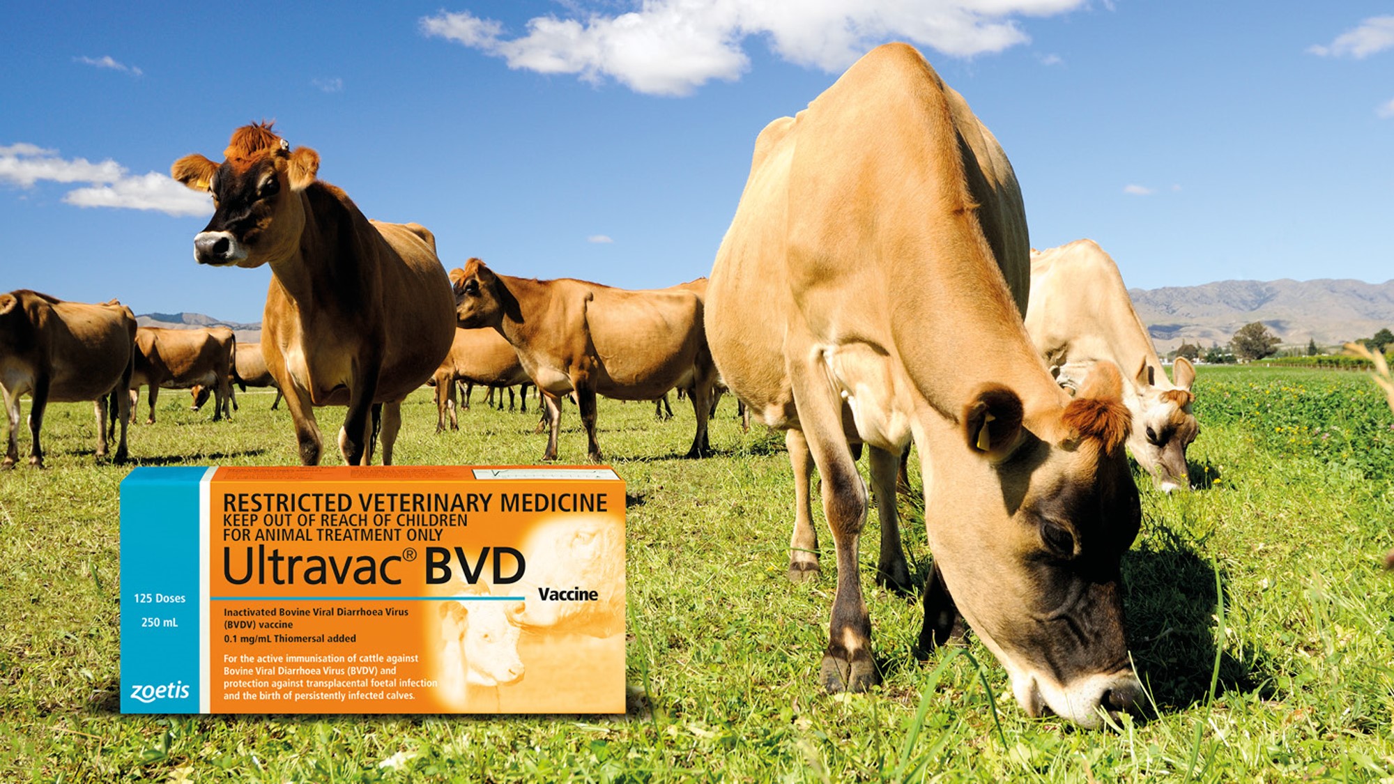 What is BVD and how does it affect my farm. Dairy Wellness NZ Zoetis NZ