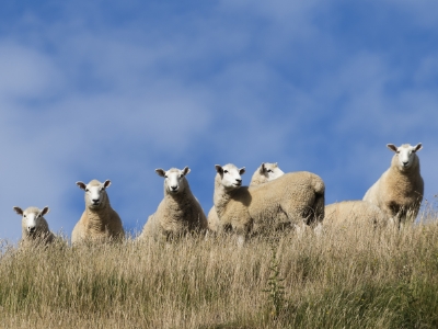 Parasite overview | Zoetis New Zealand