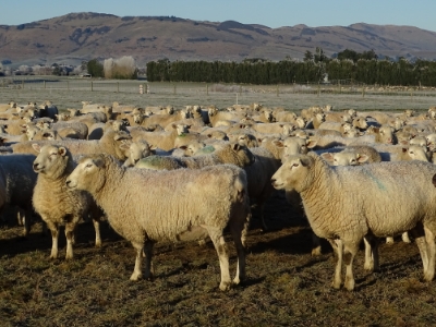 Pre-lamb management | Zoetis New Zealand