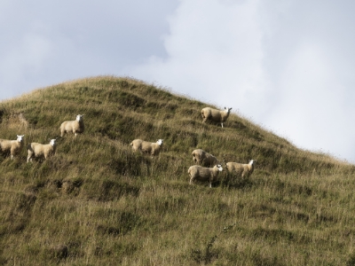 Sheep drenches and drench usage | Zoetis New Zealand