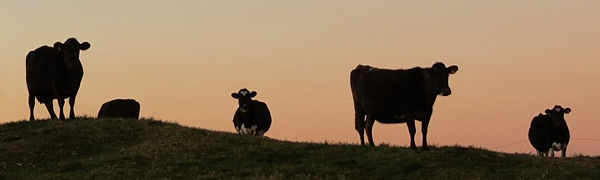 Cows wandering on the farm