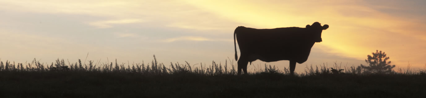 Dairywellness DP r2 c1