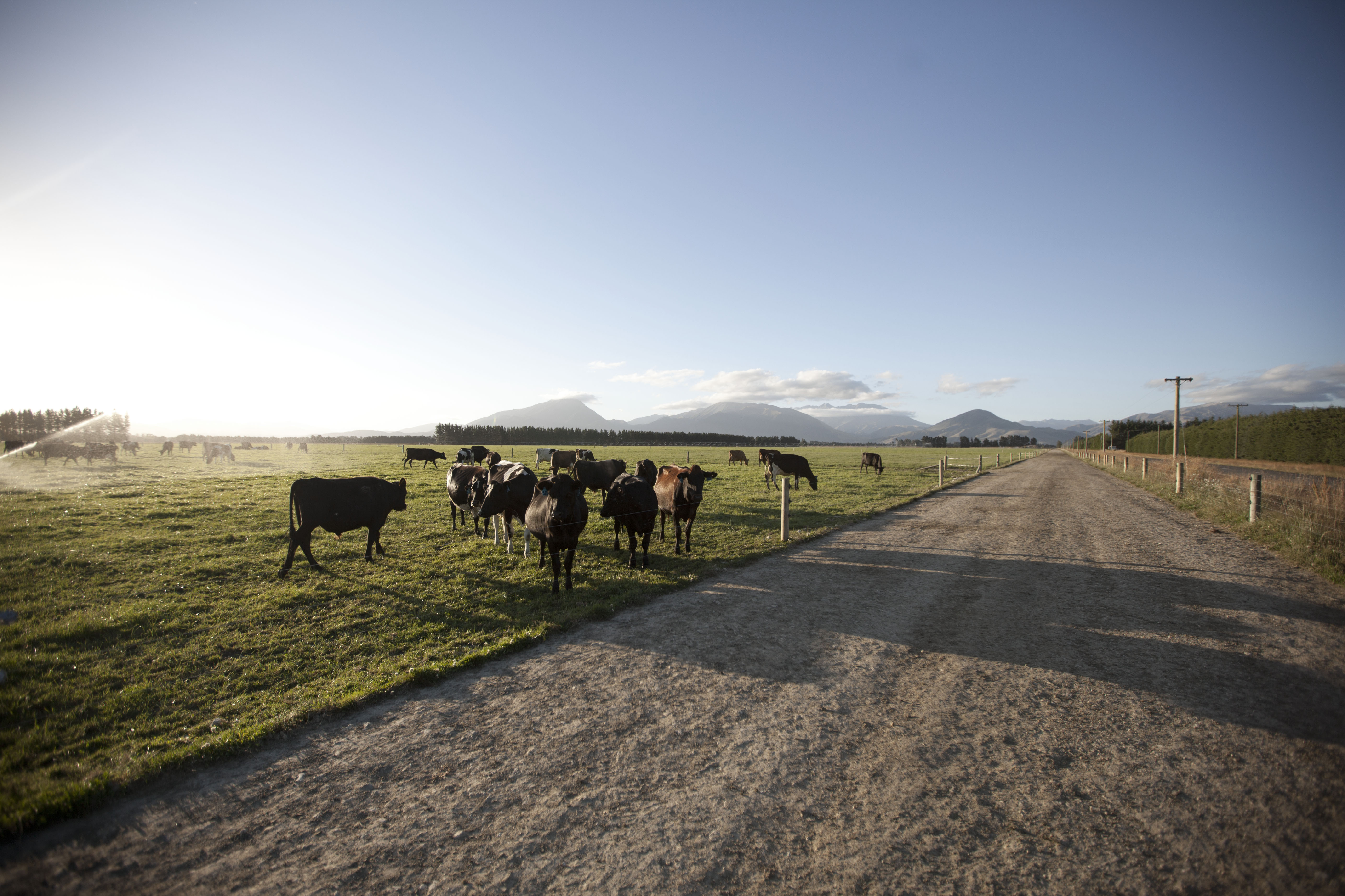 Lepto Awareness - Matt Wyeth | Dairy Wellness NZ | Zoetis NZ