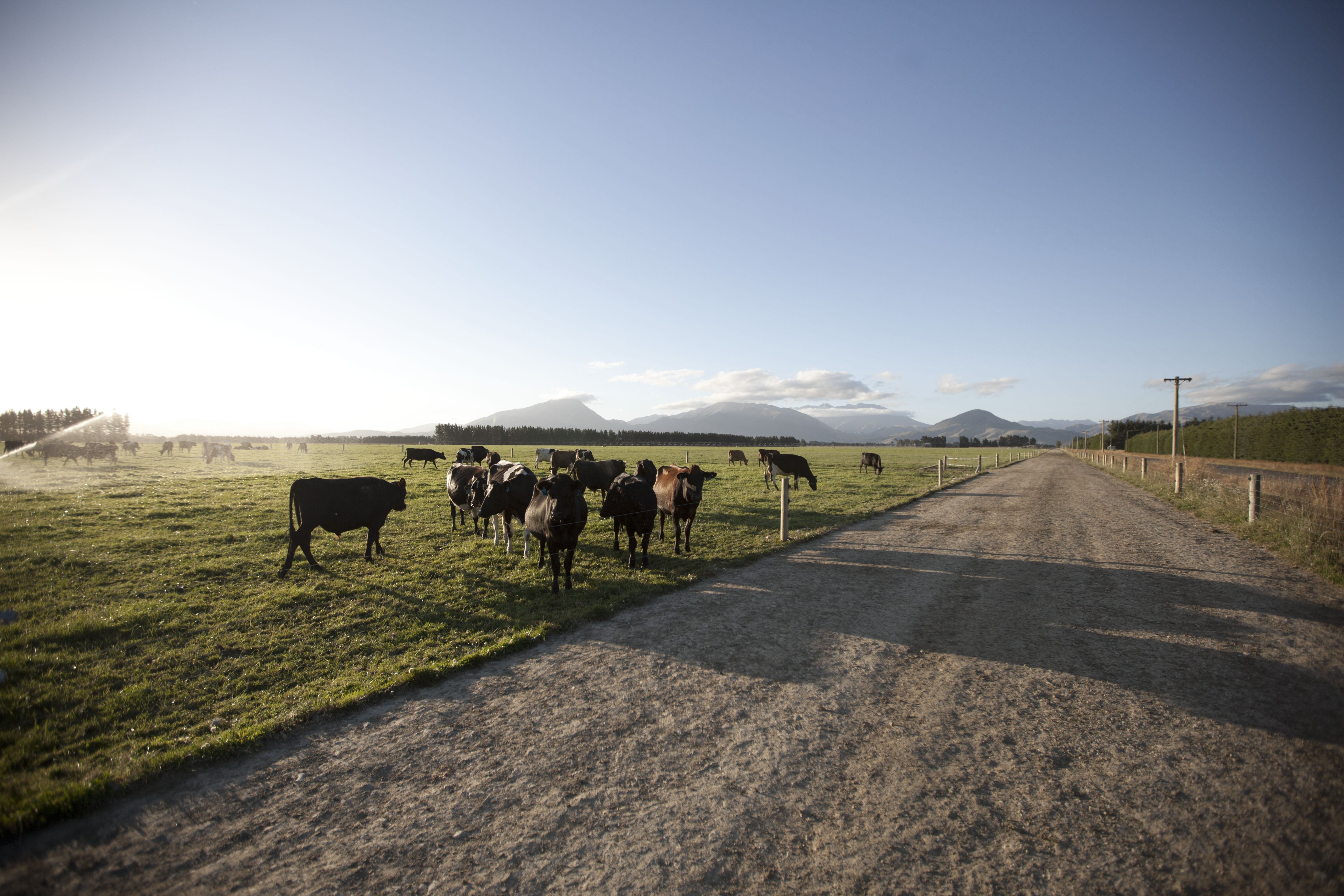 Lepto Awareness - Matt Wyeth | Dairy Wellness NZ | Zoetis NZ Lepto Awareness - Matt Wyeth | Dairy Wellness NZ | Zoetis NZ