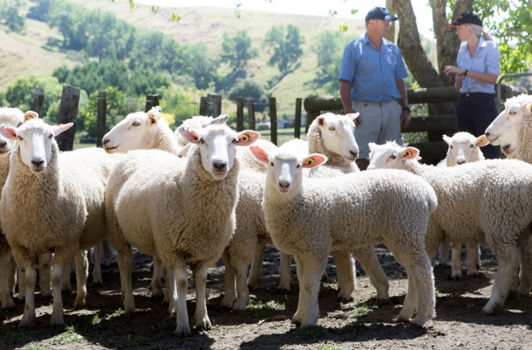 Flock Health Solutions