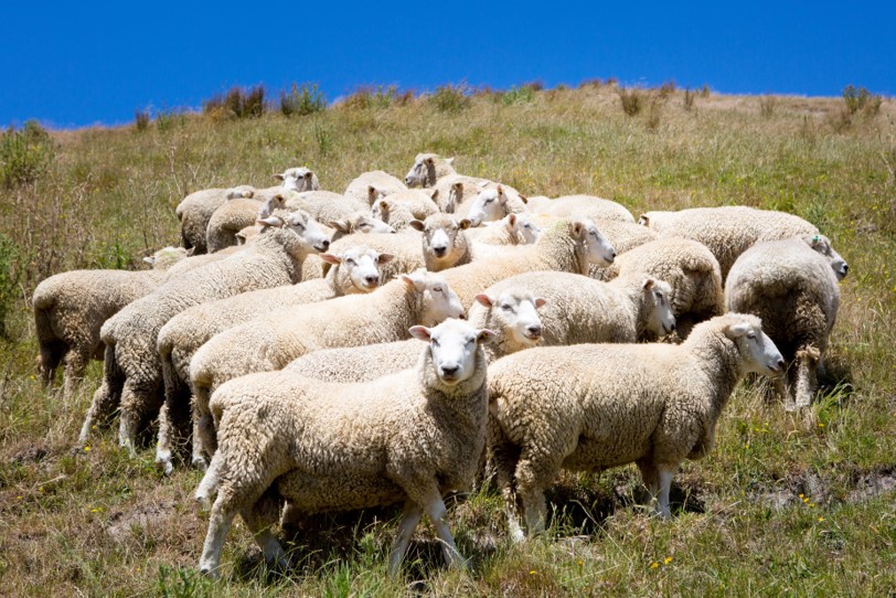 Maximising Flock Performance