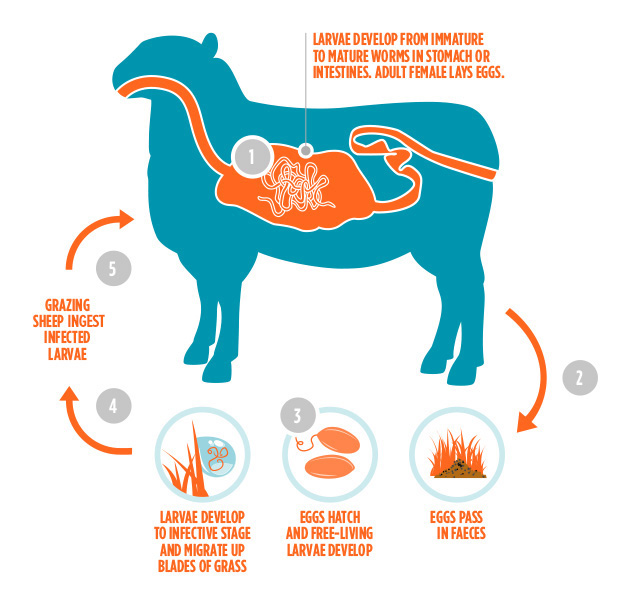 Lifecycle of a roundworm  