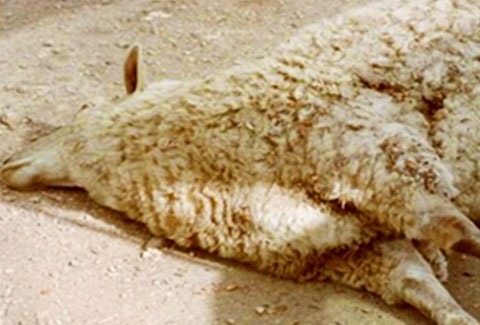 Clostridial Disease | Sheep Solutions NZ | Zoetis NZ