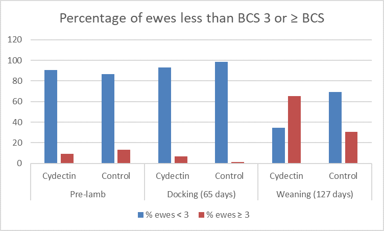 BCS Ewes