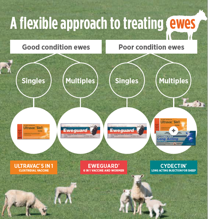 Prelamb Sheep Solutions NZ Zoetis NZ