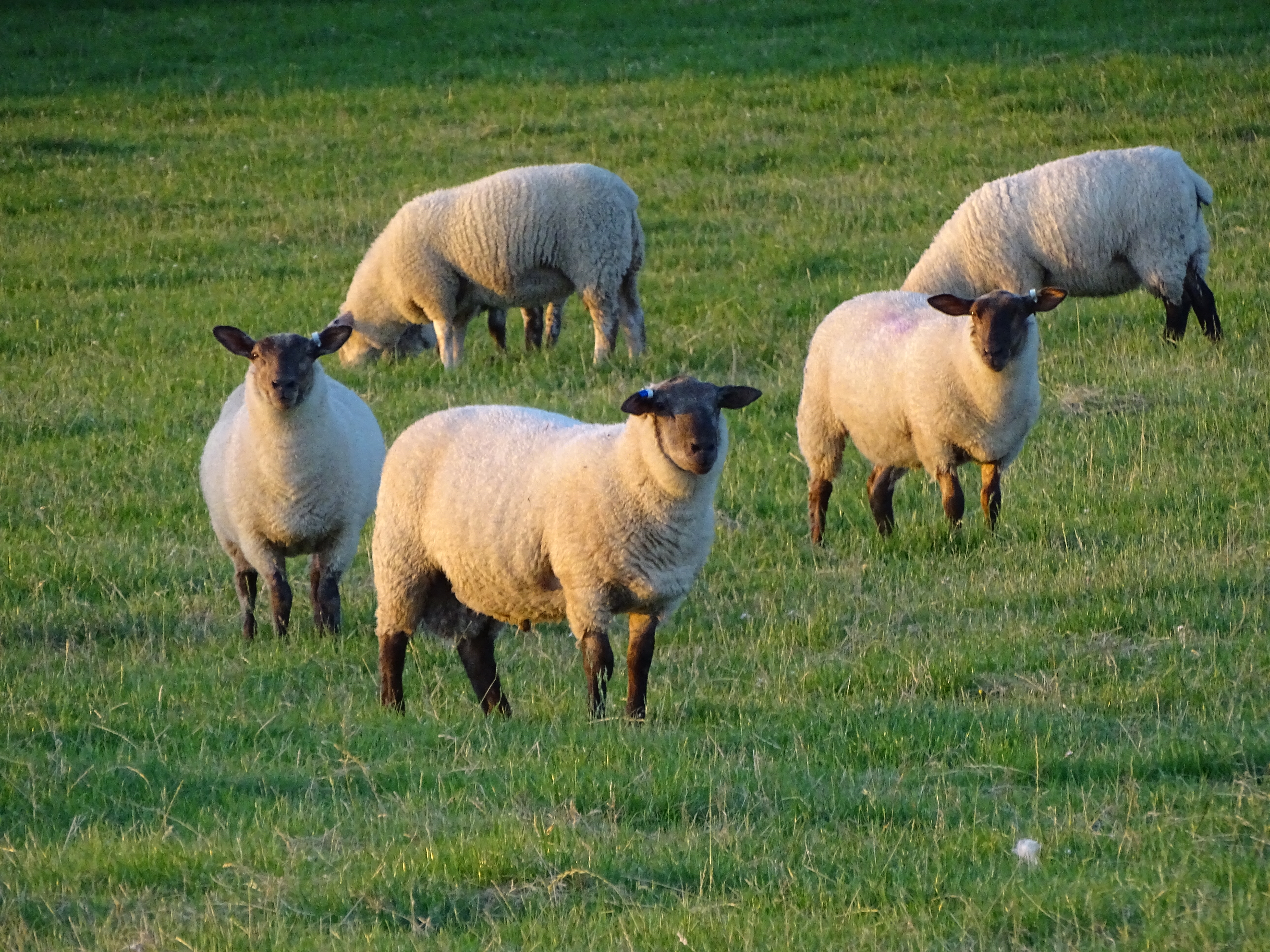Three P's to remember for your flock