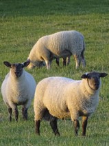 Three P's To Remember For Your Flock