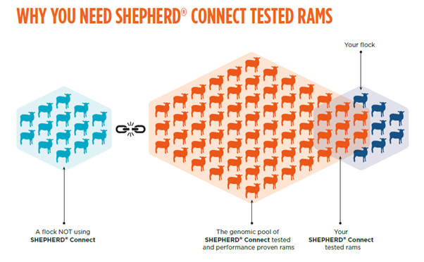 Why you need Shepherd Connect tested rams
